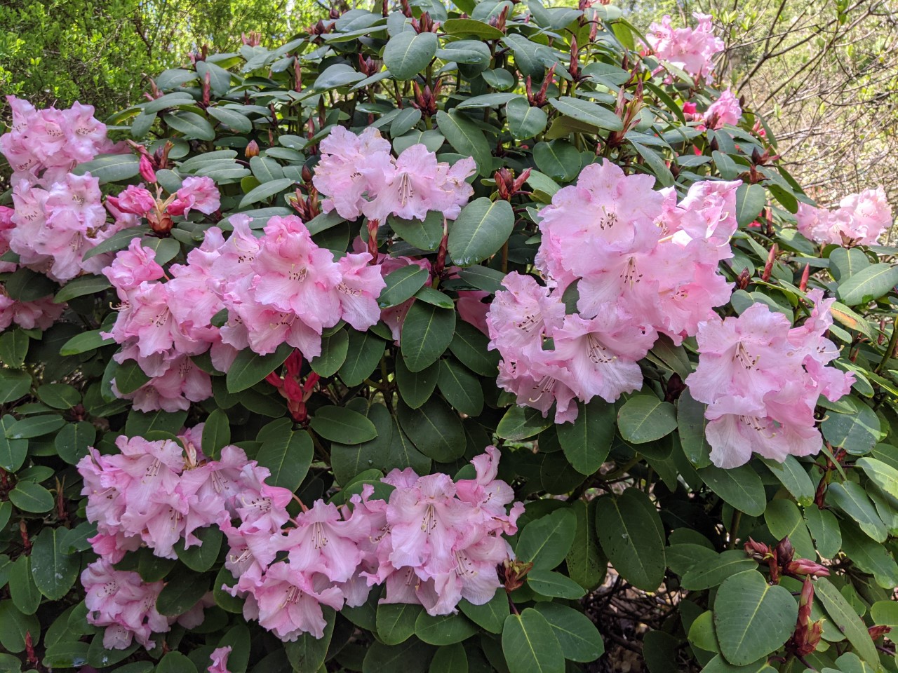 Unnamed hybrid seedling